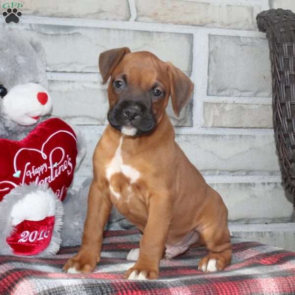 Chevy, Boxer Puppy